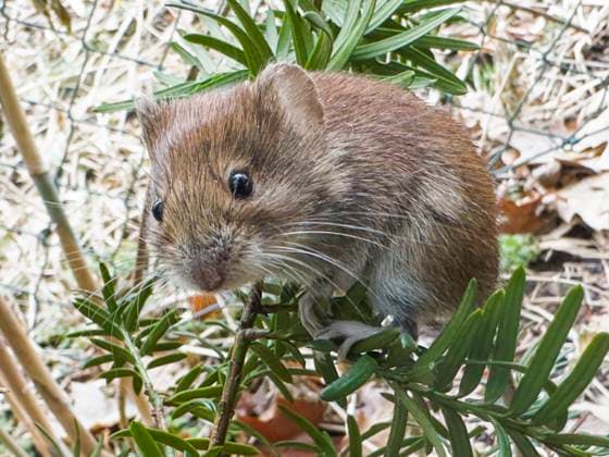 Entertainment Themen der Woche KW09 Entertainment Bilder des Tages Field pest Common Vole, Microtus arvalis, on a yew branch, Pruhonice, February 25, 2025. (CTKxPhoto LiborxSojka) CTKPhotoF202502250030901  CTKPhotoF202502250030901