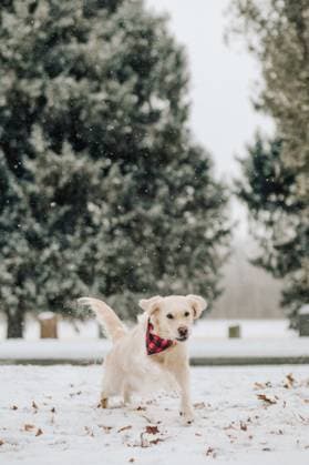 Purebred Golden Retriever Running in Winter Snow in Northeast Geneva, New York, United States R_DMQG250224-1655083-01