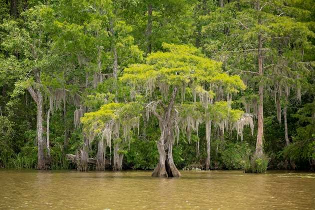 Creative Highlights World Cypress trees with Spanish moss hanging over a calm swampy river Daphne, Alabama, United States R_JFXH250225A-1660382-01