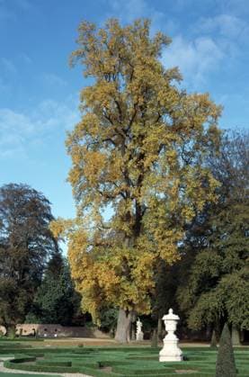 Apeldoorn, Paleis Het Loo Apeldoorn, Paleis Het Loo Copyright: imageBROKER FlorianxMonheim iblflm12717965.jpg