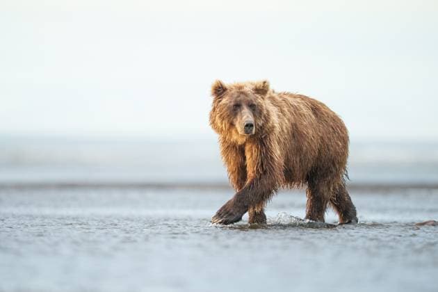 Creative Highlights World Brown Bear Walking in the Water of a Remote Wild Habitat Tyonek, Alaska, United States R_SYVS250225-1663197-01