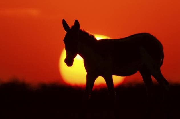 Asiatischer Wildesel im Schatten der untergehenden Sonne in Kutch, Gujarat, Indien, Asien Asiatic Wild Ass silhouetted against the setting sun in Kutch, Gujarat, India, Asia Copyright: imageBROKER dadxfotos ibljhl12486787.jpg