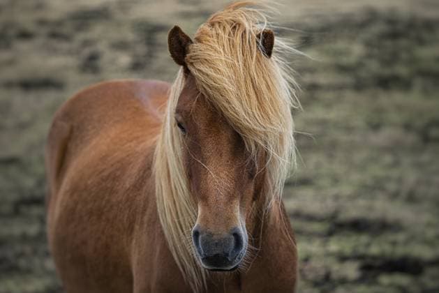 Ein fuchsfarbenes Pony mit wehender blonder Mähne steht auf einer Wiese und strahlt eine ruhige und gelassene Atmosphäre aus, Pferd, Tier, isländisches Pferd, Island, Europa A chestnut pony with a flowing blonde mane stands in a grassy field, projecting a calm and serene atmosphere, horse, animal, icelandic horse, Iceland, Europe Copyright: imageBROKER OndaTravel ibxkrm12673556.jpg
