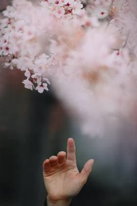 A delicate hand reaches toward soft pink cherry blossoms, capturing the essence of spring in Japan. The gentle background suggests tranquility and renewal. Model Released CamilleGirard_ID26583_767486_027 Copyright: xCamillexGirardx