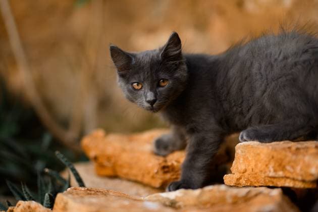 A curious gray cat explores rocky terrain, showcasing its playful and adventurous spirit. The natural outdoor setting highlights the cat™s fur against the warm tones. Model Released MagdalenaCarli_ID26962_778258_004 Copyright: xMagdalenaxCarlix