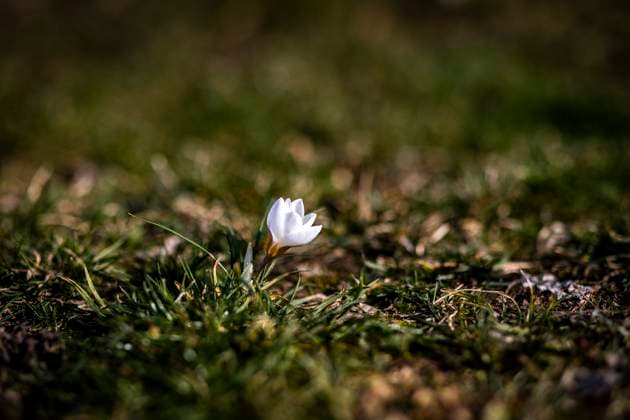 News Themen der Woche KW10 News Bilder des Tages Weisser Krokus aufgenommen in Berlin, 04.03.2025. Berlin Deutschland *** White crocus photographed in Berlin, 04 03 2025 Berlin Germany Copyright: xAmreixSchulzx