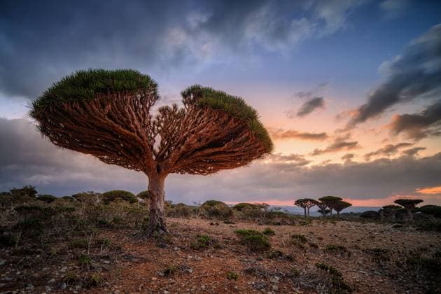 Creative Highlights World Firmihn-Wald-Plateau auf der Insel Sokotra, Jemen endemic plants Dracaena cinnabari by the sea on a rock Copyright: xZoonar.com JaroslavxSugarekx 22945100