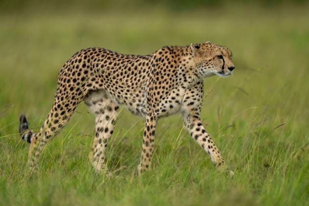 Cheetah (Acinonyx jubatus), female. Cheetah (Acinonyx jubatus). Acinonyx jubatus Schreber, 1775 KENYA x2734x *** Cheetah Acinonyx jubatus , female Cheetah Acinonyx jubatus Acinonyx jubatus Schreber, 1775 KENYA x2734x  Copyright: xMagnusxMartinsson TTx CHEETAH Mb0OArlvSiM