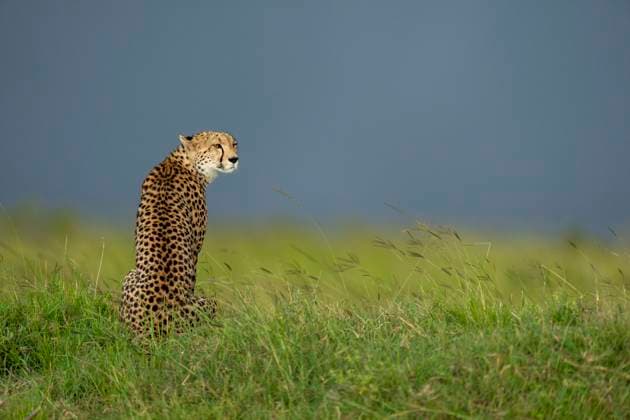 Cheetah (Acinonyx jubatus), female. Cheetah (Acinonyx jubatus). Acinonyx jubatus Schreber, 1775 KENYA x2734x *** Cheetah Acinonyx jubatus , female Cheetah Acinonyx jubatus Acinonyx jubatus Schreber, 1775 KENYA x2734x  Copyright: xMagnusxMartinsson TTx CHEETAH O6EVQx4LVpQ