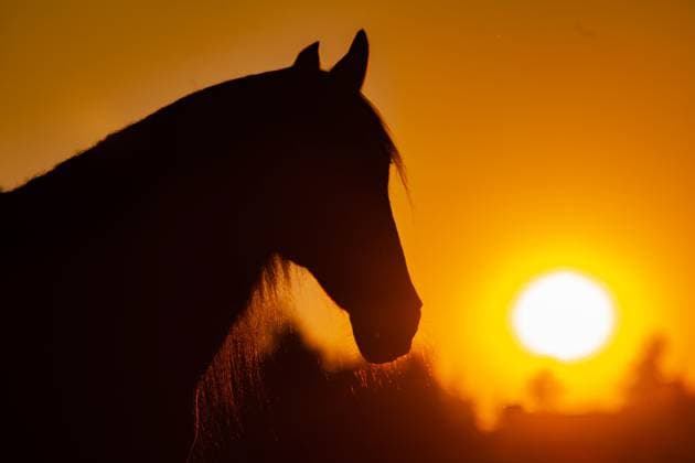 Horse in the sunset. Horses silhouette in backlight. Symbol of death, peace, farewell, hope, grief, Horse in the sunset. Horses silhouette in backlight. Symbol of death, peace, farewell, hope, grief, and love. Copyright: xZoonar.com Photographer:xAnjaxJulix 22941220