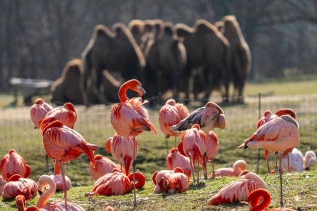 Entertainment Themen der Woche KW10 Entertainment Bilder des Tages Flamingos vor einer Gruppe Trampeltiere im Tierpark Berlin-Friedrichsfelde. *** Flamingos in front of a group of Bactrian camels at Tierpark Berlin Friedrichsfelde