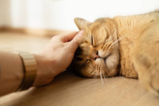 Creative Highlights Symbolfotos Closeup woman s hand stroking British Shorthair Golden Chinchilla cat Tallinn, Harju County, Estonia R_GHEW250212-1647721-01 ,model released, Symbolfoto