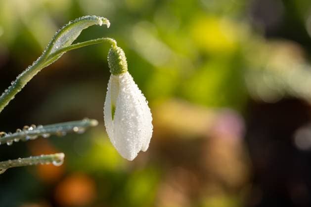 Wassertropfen hängen am Morgen bei Sonnenschein an Schneeglöckchen. Rottweil Baden-Württemberg Deutschland *** Drops of water hanging from snowdrops in the morning sunshine Rottweil Baden Württemberg Germany