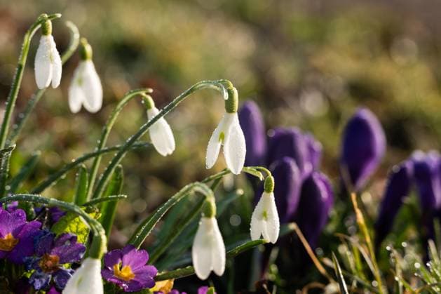 Wassertropfen hängen am Morgen bei Sonnenschein an Schneeglöckchen. Rottweil Baden-Württemberg Deutschland *** Drops of water hanging from snowdrops in the morning sunshine Rottweil Baden Württemberg Germany