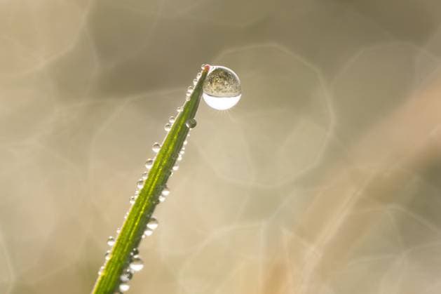 Creative Highlights World Wassertropfen hängen am Morgen bei Sonnenschein an einem Grashalm in einer Wiese. Rottweil Baden-Württemberg Deutschland *** Drops of water hanging on a blade of grass in a meadow in the morning sunshine Rottweil Baden Württemberg Germany