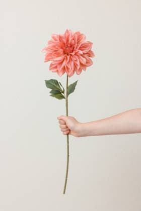 Creative Highlights Symbolfotos A hand holds a vibrant pink dahlia flower against a neutral back Punta Gorda, Florida, United States R_AHPQ250310-1675384-01 ,model released, Symbolfoto