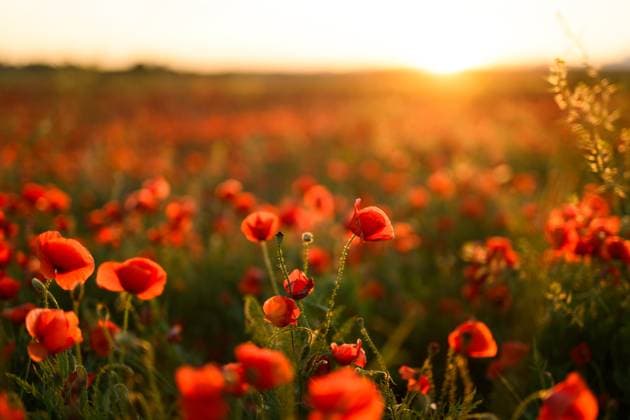 MR_ID27203_20165_MayaBosquetCarli.jpg, MR_ID27203_20166_LeoBosquetCarli.jpg A vibrant image capturing the glow of sunset over a field of Papaver rhoeas, commonly known as common poppy or red poppy. The warm light highlights the delicate red petals and green foliage. Model Released MagdalenaCarli_ID27203_782333_008 Copyright: xMagdalenaxCarlix