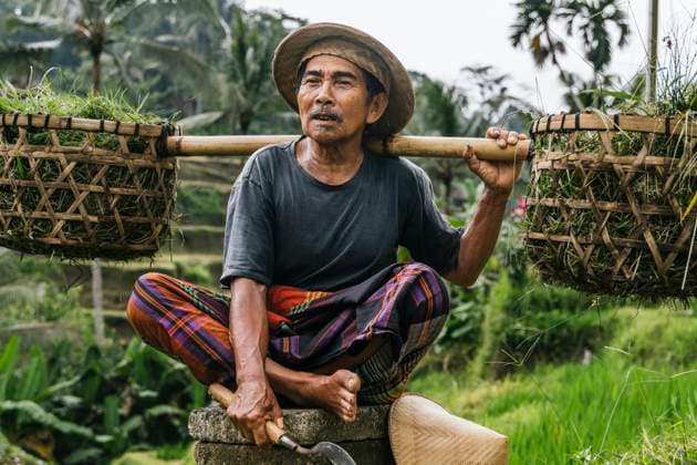 Creative Highlights Symbolfotos Man rests from working in a lush rice field in Bali, Indonesia. He holds a wooden pole in his shoulder with baskets filled with rice plants. Model Released PaulaBerezo_ID27015_779669_008 Copyright: xPaulaxBerezox
