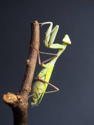 March 4, 2025, Garham, Germany: A close-up of a green praying mantis perched on a curved, textured branch. The dark background emphasizes the insect s delicate body structure and intricate details of its forelegs. The mantis bright green color contrasts with the rough, brown bark, highlighting its camouflage abilities. The positioning of the mantis suggests alertness, with its head slightly tilted and antennae extended forward. Garham Germany - ZUMAs197 20250304_aaa_s197_624 Copyright: xValeraxGolovniovx