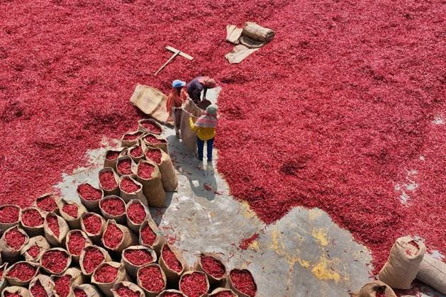 Bilder des Jahres 2025, News 03 März News Themen der Woche KW11 Careful Sorting Of Red Chilies For Quality Local laborers dry the chilies in sunlight, picking the best fruits from a sea of scarlet. Known as Lal Morich, these chilies are a key ingredient in Bengali cuisine, used in meat dishes like chicken and beef. This process takes place during the harvest season in rural fields, where chilies are dried and prepared for market Bogura Bangladesh  Copyright: xPinuxRahmanx originalFilename: rahman-notitle250315_npBII.jpg