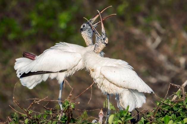 Creative Highlights World March 18, 2025, Delray Beach, Florida, USA: Wood storks stand on their nest, engaging in bill clattering as part of their courtship display in Wakodahatchee Wetlands in Delray Beach, Florida on March 18, 2025. Delray Beach USA - ZUMAt161 20250318_znp_t161_003 Copyright: xRonenxTivonyx