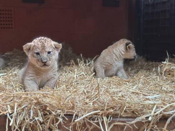 Entertainment Themen der Woche KW12 Entertainment Bilder des Tages RECORD DATE NOT STATED Newborn lion cubs at Whipsnade Zoo Four new lion cubs born at Whipsnade Zoo, Credit:Whipsnade Zoo Avalon  Copyright: xWhipsnadexZoox xAvalonx 0977159868