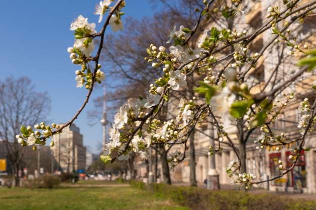 News Themen der Woche KW12 News Bilder des Tages Blühende Sträucher und Bäume in der Karl-Marx-Allee in Berlin-Friedrichshainkündigen den Frühling an. Im Hintergrund der Fernsehturm am Alexanderplatz. *** Flowering shrubs and trees on Karl Marx Allee in Berlin Friedrichshain herald the arrival of spring The television tower on Alexanderplatz in the background