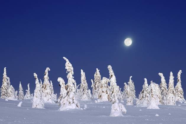 Tykky Wald, schneebedeckte Fichten in der Taiga bei Vollmond im Winter, Riisitunturi Nationalpark, Finnisch Lappland, Posio, Koillismaa, Finnland, Europa Tykky forest, snow covered spruce trees on the taiga at full moon in winter, Riisitunturi National Park, Finnish Lapland, Posio, Koillismaa, Finland, Europe Copyright: imageBROKER alimdix xArterrax xS ibltsm12943668.jpg