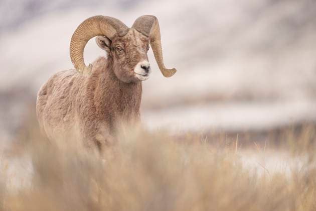 Creative Highlights World Portrait of a Majestic Bighorn Sheep in Its Natural Habitat Gardiner, Montana, United States CR_SYVS250317-1678319-01