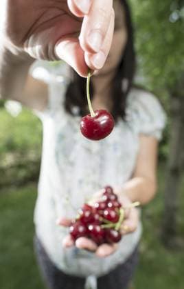 Frau pflückt Kirschen mit Korb im Garten Woman picking cherries with basket in the garden Copyright: imageBROKER DeyanxGeorgiev ibxiqx12776477.jpg ,model released, Symbolfoto ,property released