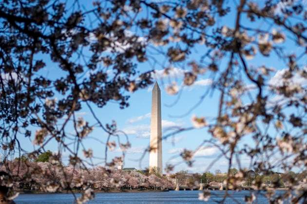 News Themen der Woche KW13 News Bilder des Tages The Washington Monument is seen from the Tidal Basin amongst cherry blossoms in Washington, DC on Wednesday, March 26, 2025. The National Parks Service predicted 2025 peak bloom between March 28 to 31.  WAP20250326356 BONNIExCASH