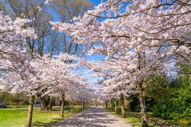News Themen der Woche KW13 News Bilder des Tages Kirschallee, Zierkirschen Blüte im Grugapark in Essen, japanische Maienkirschen, Prunus x yedoensis, Besucher Highlight im Frühjahr, viele Menschen kommen um Fotos und Selfies auf der Allee zu machen Blütezeit, je nach Witterung Mitte März, Essen, NRW, Deutschland NRW, Deutschland, Kirschblüte *** Cherry avenue, ornamental cherry blossom in Grugapark in Essen, Japanese May cherries, Prunus x yedoensis, visitor highlight in spring, many people come to take photos and selfies on the avenue Blossom time, depending on the weather mid-March, Essen, NRW, Germany NRW, Germany, cherry blossom