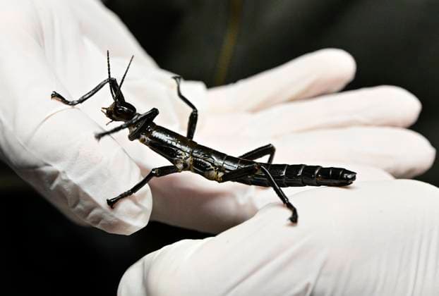 Bilder des Jahres 2025, News 03 März News Themen der Woche KW13 Tschechien, Baumhummer Dryococelus australis im Zoo in Prag The Prague Zoo presented Dryococelus australis, in Prague, Czech Republic, on March 27, 2025. (CTKxPhoto RomanxVondrous) CTKPhotoP2025032704598  CTKPhotoP2025032704598