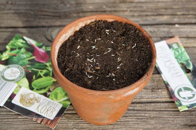 Lactuca sativa, Salat, lettuce, Aussaat, sowing Lactuca sativa, Salat, lettuce, Aussaat, sowing Copyright: xZoonar.com PeterxHimmelhuberx 23087271