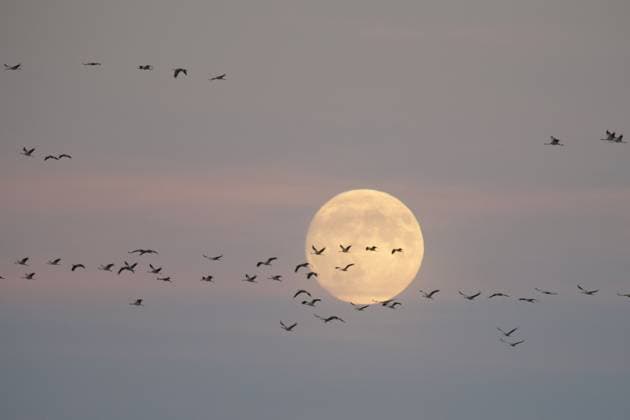 Kraniche auf ihrem Weg nach Süden vor dem aufgehenden Vollmond Cranes on their way South in front of rising full moon Copyright: xZoonar.com ChristinexFreix 23091156