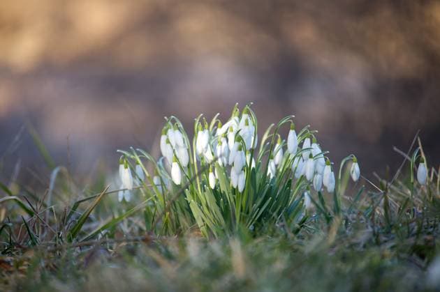 Eine Nahaufnahme zeigt eine Gruppe von Schneeglöckchen, die im zeitigen Frühjahr im Gras blühen. Eine Nahaufnahme zeigt eine Gruppe von Schneeglöckchen, die im zeitigen Frühjahr im Gras blühen. Copyright: xZoonar.com NerijusxLiobex 23067373