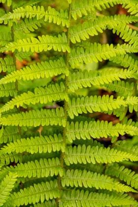 Nahaufnahme eines frischen, grünen Farnzweigs des Straußenfarns (Matteuccia struthiopteris) Nahaufnahme eines einzelnen, frischen, grünen Farnzweigs des Straußenfarns (Matteuccia struthiopteris), auch Trichterfarn genannt Copyright: xZoonar.com SandraAlkadox 23091287