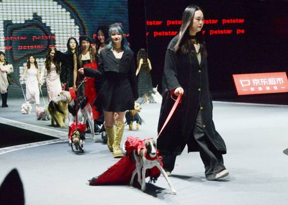 Shanghai Fashion Week, Modenschau mit Haustieren SHANGHAI, CHINA - MARCH 28: Pet dogs accompanied by models walk the runway during 2025 Petjoy Fashion Week at Shanghai Fashion Center on March 28, 2025 in Shanghai, China. The eagerly anticipated 2025 Petjoy Fashion Week will be held on March 28-30 at the Shanghai Fashion Center, bringing together pet lovers, designers and trendsetters from around the world for a special celebration of pet fashion.  Copyright: xVCGx 111557934109