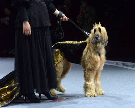 Shanghai Fashion Week, Modenschau mit Haustieren SHANGHAI, CHINA - MARCH 28: A pet dog accompanied by model walks the runway during 2025 Petjoy Fashion Week at Shanghai Fashion Center on March 28, 2025 in Shanghai, China. The eagerly anticipated 2025 Petjoy Fashion Week will be held on March 28-30 at the Shanghai Fashion Center, bringing together pet lovers, designers and trendsetters from around the world for a special celebration of pet fashion.  Copyright: xVCGx 111557934170