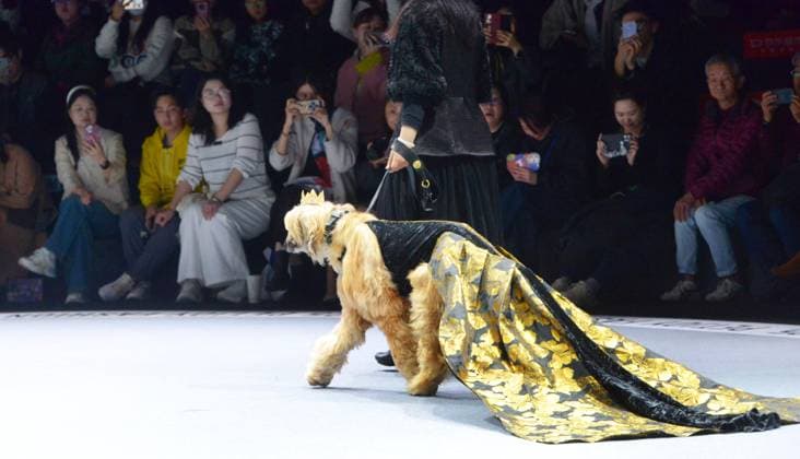 Shanghai Fashion Week, Modenschau mit Haustieren SHANGHAI, CHINA - MARCH 28: A pet dog accompanied by model walks the runway during 2025 Petjoy Fashion Week at Shanghai Fashion Center on March 28, 2025 in Shanghai, China. The eagerly anticipated 2025 Petjoy Fashion Week will be held on March 28-30 at the Shanghai Fashion Center, bringing together pet lovers, designers and trendsetters from around the world for a special celebration of pet fashion.  Copyright: xVCGx 111557934171