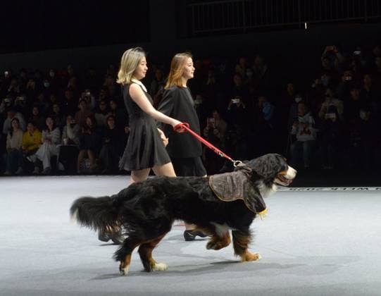 Shanghai Fashion Week, Modenschau mit Haustieren SHANGHAI, CHINA - MARCH 28: A pet dog accompanied by model walks the runway during 2025 Petjoy Fashion Week at Shanghai Fashion Center on March 28, 2025 in Shanghai, China. The eagerly anticipated 2025 Petjoy Fashion Week will be held on March 28-30 at the Shanghai Fashion Center, bringing together pet lovers, designers and trendsetters from around the world for a special celebration of pet fashion.  Copyright: xVCGx 111557934114