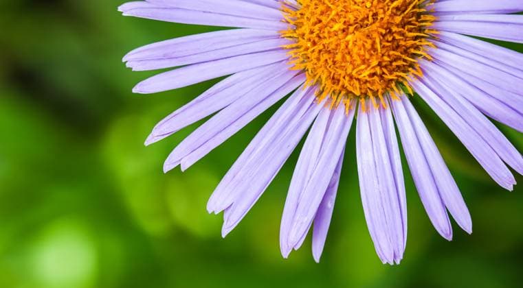 Alpen-Aster, Aster alpinus. Schöne lila Blüten mit orangefarbener Mitte Alpen-Aster, Aster alpinus. Schöne lila Blüten mit orangefarbener Mitte Copyright: xZoonar.com VolhaxHalkouskayax 23099366