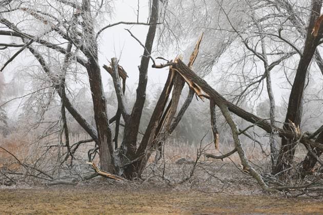 March 30, 2025, Innisfil, Ont, CANADA: Fallen trees in Innisfil Beach Park following a prolonged multi-day complicated weather system hit Ontario with ice, freezing rain and snow - causing many tree branches and hydro wires to fall - leaving more than 250,000 without power throughout the region. Innisfil CANADA - ZUMAs109 20250330_zaf_s109_016 Copyright: xChristopherxDrostx