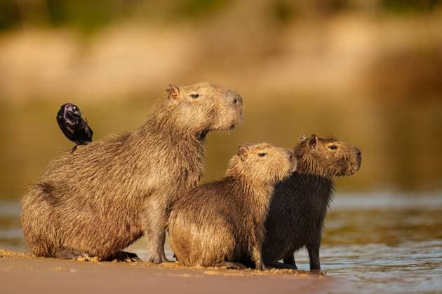 Creative Highlights World Capybara Family and Bird by Riverbank at Sunset Porto Jofre, State of Mato Grosso, Brazil CR_SYVS250330-1692808-01
