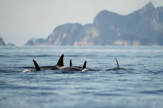 Pod of Orcas in Tranquil Ocean in Kenai Fjords Alaska Seward, Alaska, United States R_SYVS2503170C-1676325-01