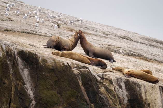 Creative Highlights World Group of Steller s Sea Lions Resting on Rocky Shore with Seagull Seward, Alaska, United States R_SYVS2503170C-1676330-01