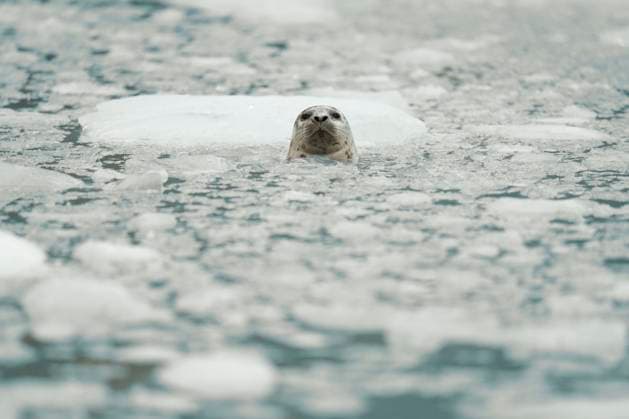 Creative Highlights World Seal Emerges Amidst Frozen Arctic Waters Surrounded by Ice and S Seward, Alaska, United States R_SYVS2503170C-1676336-01
