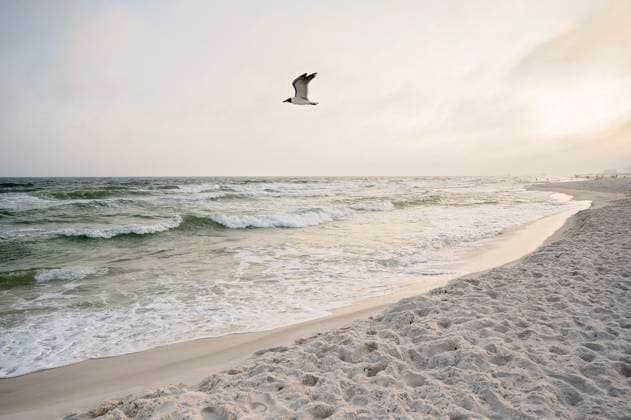 A seagull soars above gentle waves and a sandy beach at sunset Gulf Shores, Alabama, United States R_JFXH250330-1693334-01
