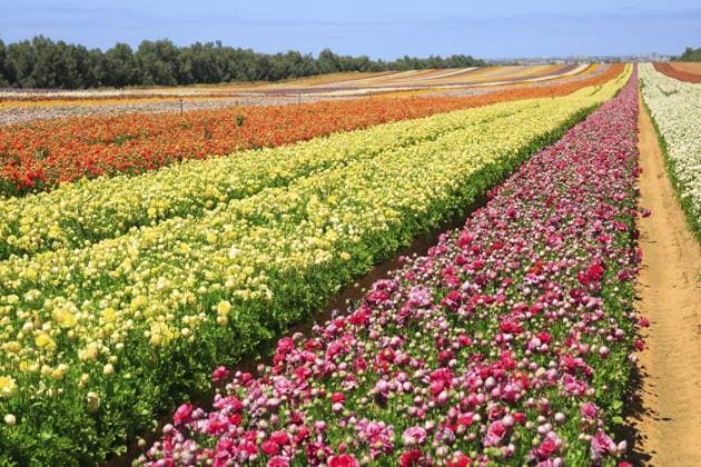 Kibbuz im Süden Israels. Ein Feld mit Butterblumen Ranunkeln, gepflanzt in mehrfarbigen, gleichmäßigen Streifen. Der Blumenteppich aus blühenden Gartenblumen in gelben, orangen und rosa Farben. Frühlingstag Kibbutz in southern Israel. Field of buttercups-ranunkulus planted in multi-colored even stripes. The floral carpet of blooming garden flowers of yellow, orange, pink colors. Spring day Copyright: imageBROKER kavram ibxiqx12857799.jpg