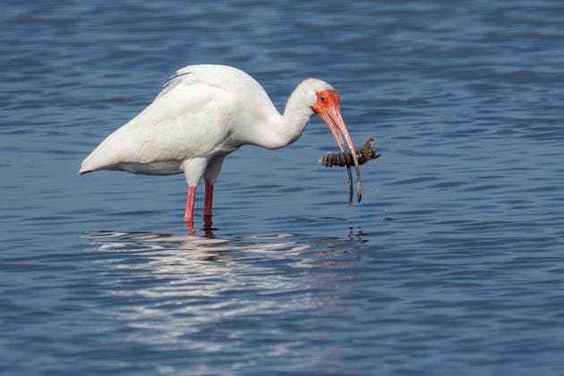 Creative Highlights World April 1, 2025, Merritt Island, Florida, USA: A White Ibis feeds in the shallow waters of Merritt Island, Florida on April 1, 2025. Merritt Island USA - ZUMAt161 20250401_znp_t161_003 Copyright: xRonenxTivonyx